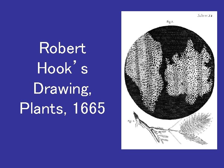 Robert Hook’s Drawing, Plants, 1665 