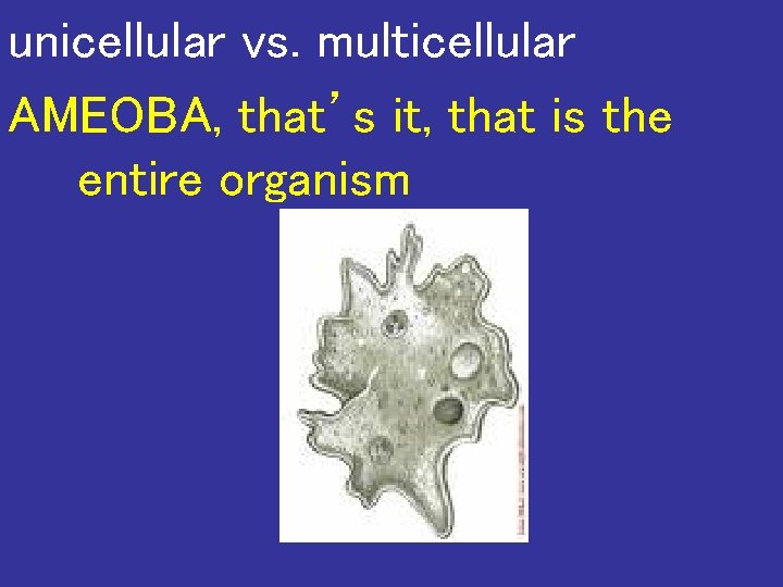 unicellular vs. multicellular AMEOBA, that’s it, that is the entire organism 