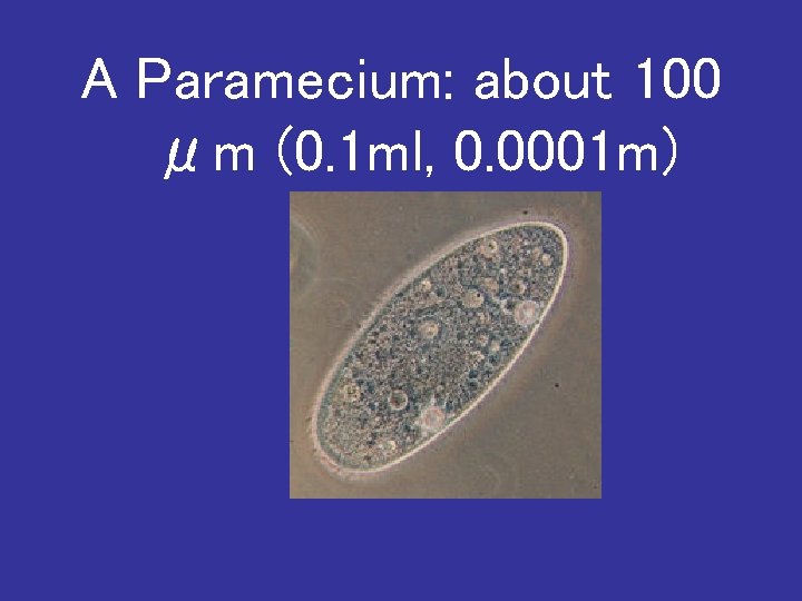 A Paramecium: about 100 μm (0. 1 ml, 0. 0001 m) 