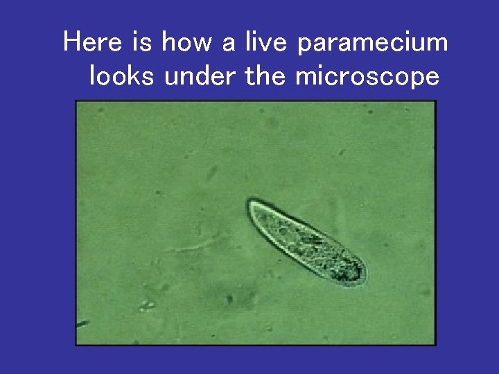 Here is how a live paramecium looks under the microscope 