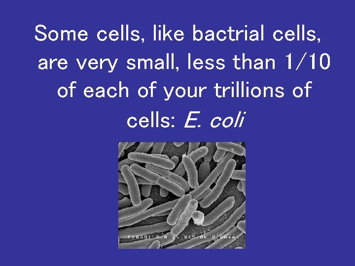 Some cells, like bactrial cells, are very small, less than 1/10 of each of