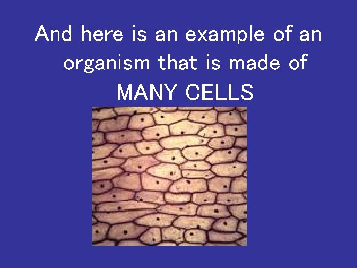And here is an example of an organism that is made of MANY CELLS