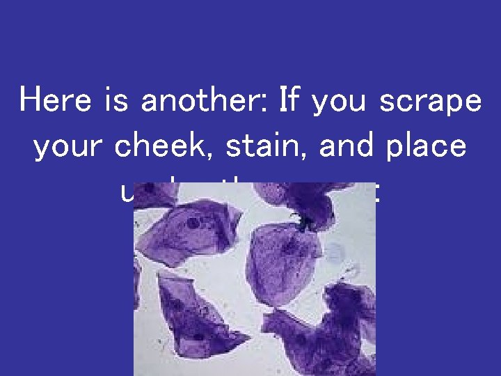 Here is another: If you scrape your cheek, stain, and place under the scope: