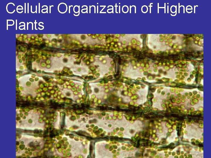 Cellular Organization of Higher Plants 