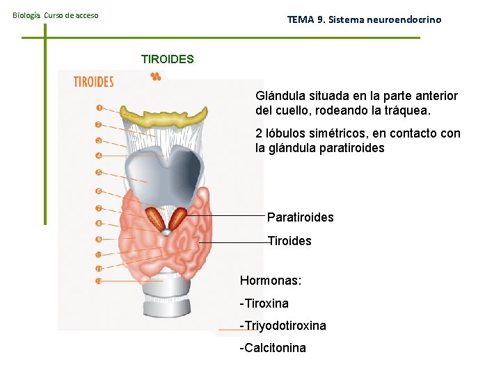 Biología. Curso de acceso TEMA 9. Sistema neuroendocrino TIROIDES Glándula situada en la parte