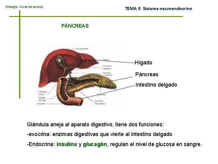 Biología. Curso de acceso TEMA 9. Sistema neuroendocrino PÁNCREAS Hígado Páncreas Intestino delgado Glándula