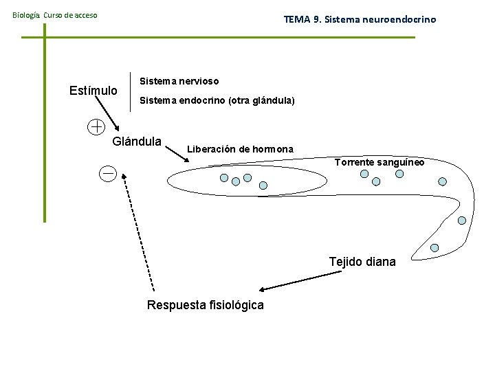 Biología. Curso de acceso TEMA 9. Sistema neuroendocrino Estímulo Sistema nervioso Sistema endocrino (otra