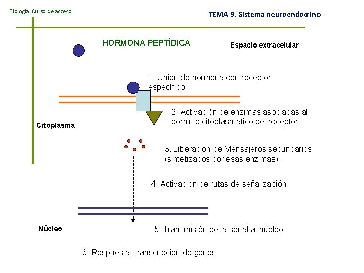 Biología. Curso de acceso TEMA 9. Sistema neuroendocrino HORMONA PEPTÍDICA Espacio extracelular 1. Unión