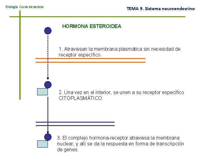 Biología. Curso de acceso TEMA 9. Sistema neuroendocrino HORMONA ESTEROIDEA 1. Atraviesan la membrana