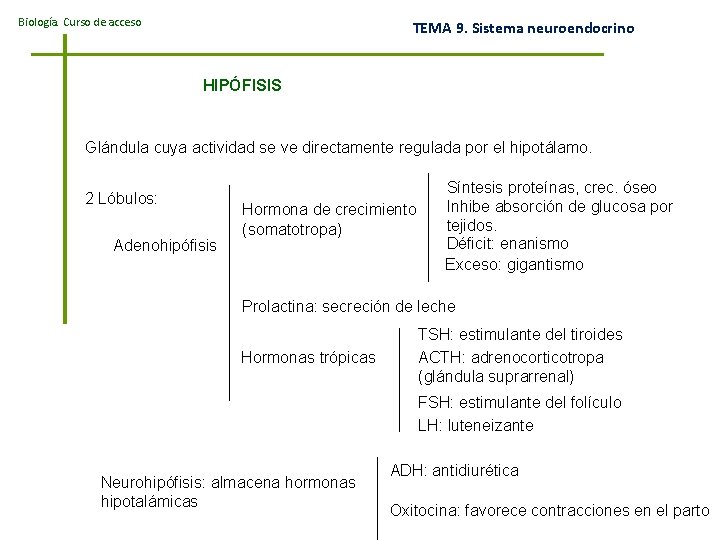 Biología. Curso de acceso TEMA 9. Sistema neuroendocrino HIPÓFISIS Glándula cuya actividad se ve