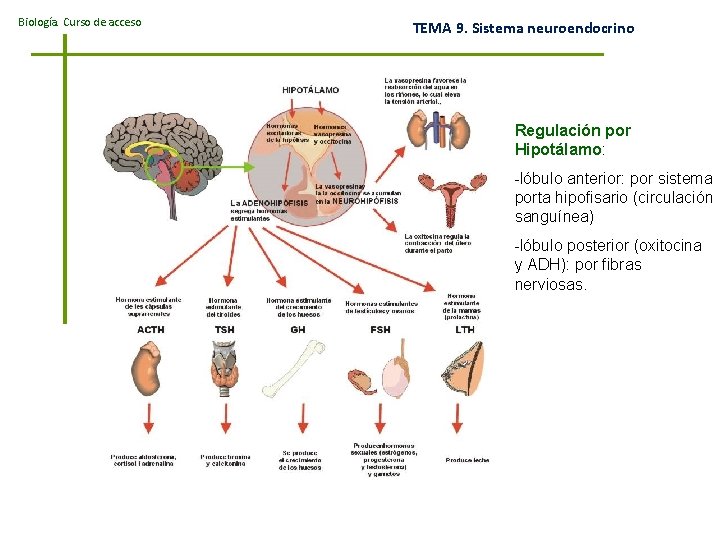 Biología. Curso de acceso TEMA 9. Sistema neuroendocrino Regulación por Hipotálamo: -lóbulo anterior: por