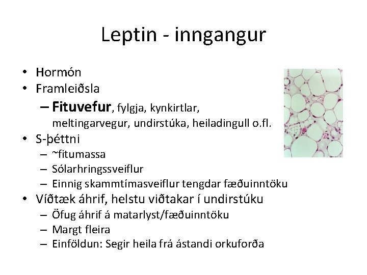 Leptin - inngangur • Hormón • Framleiðsla – Fituvefur, fylgja, kynkirtlar, meltingarvegur, undirstúka, heiladingull