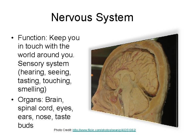 Nervous System • Function: Keep you in touch with the world around you. Sensory