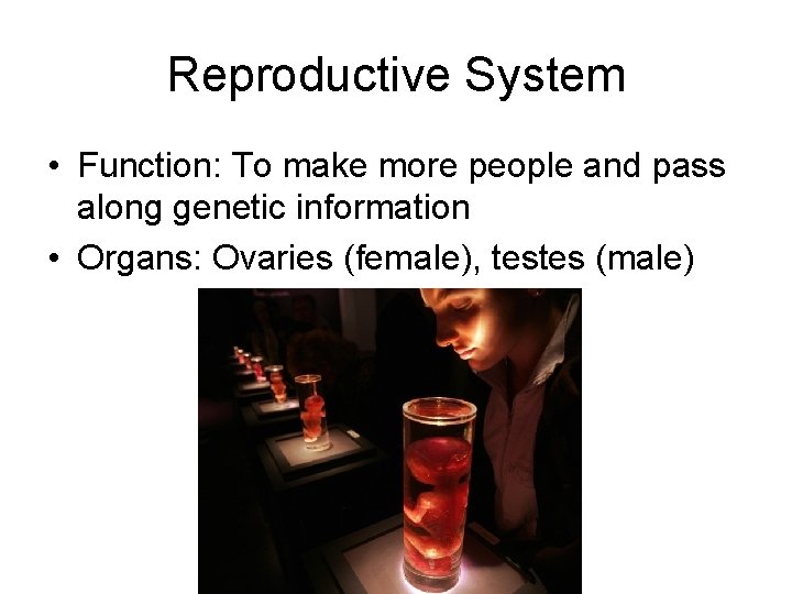 Reproductive System • Function: To make more people and pass along genetic information •