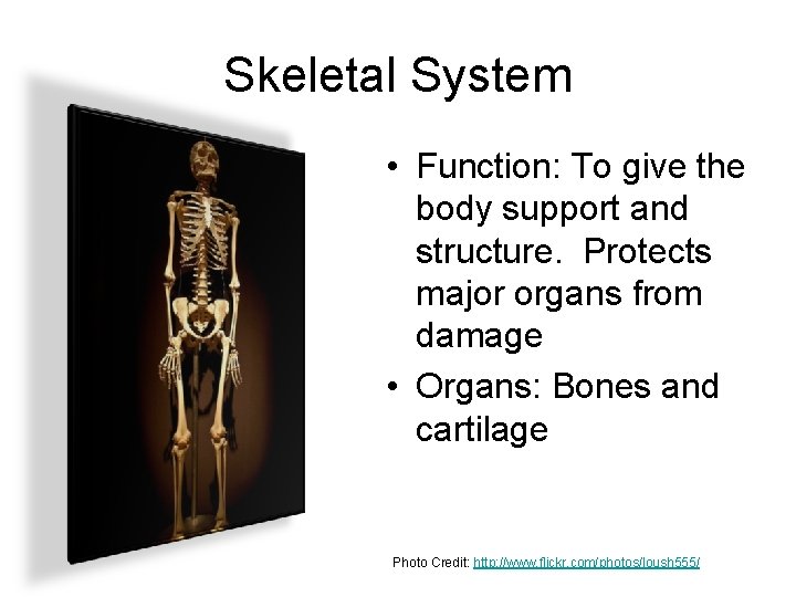 Skeletal System • Function: To give the body support and structure. Protects major organs