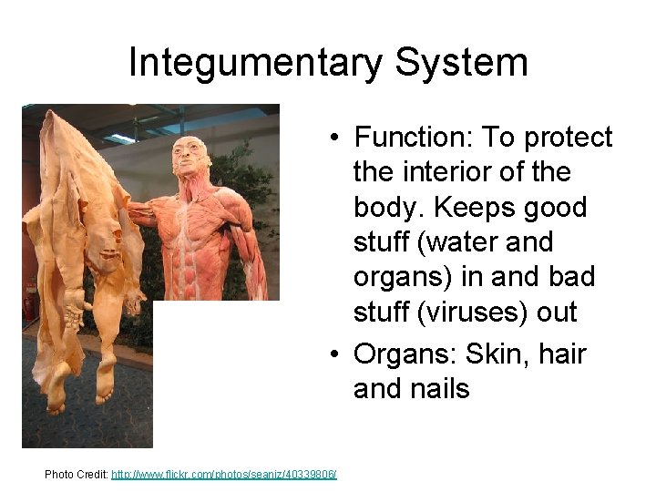 Integumentary System • Function: To protect the interior of the body. Keeps good stuff