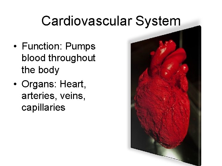 Cardiovascular System • Function: Pumps blood throughout the body • Organs: Heart, arteries, veins,
