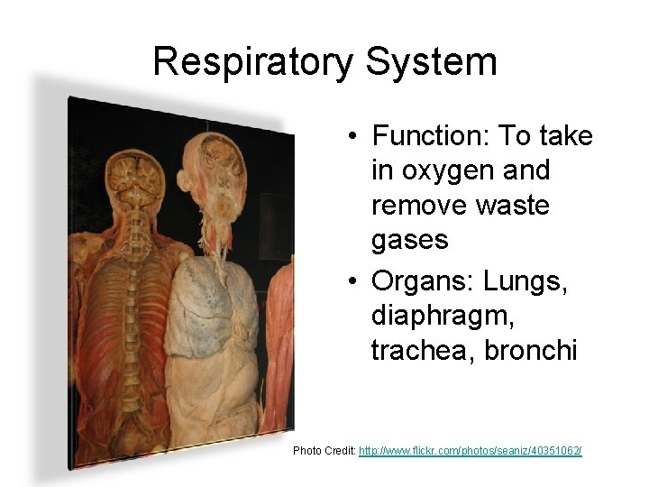 Respiratory System • Function: To take in oxygen and remove waste gases • Organs: