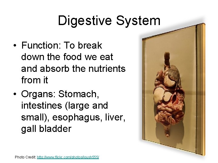 Digestive System • Function: To break down the food we eat and absorb the