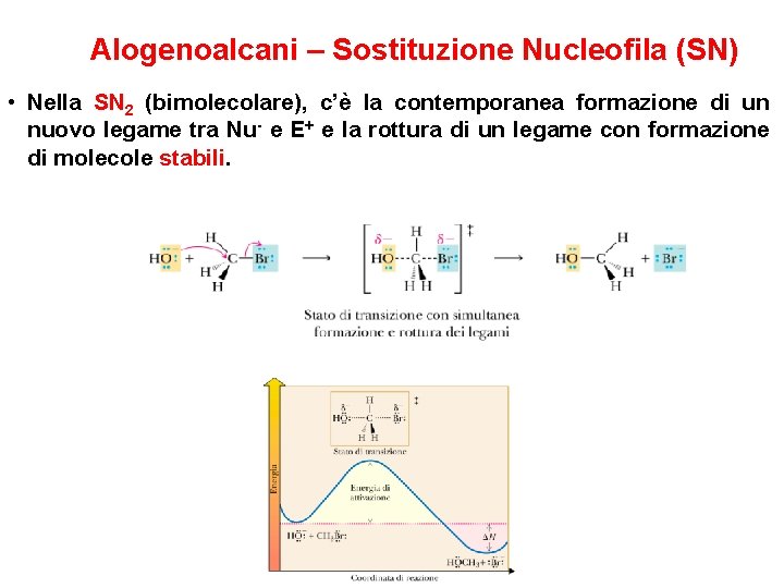 Alogenoalcani – Sostituzione Nucleofila (SN) • Nella SN 2 (bimolecolare), c’è la contemporanea formazione