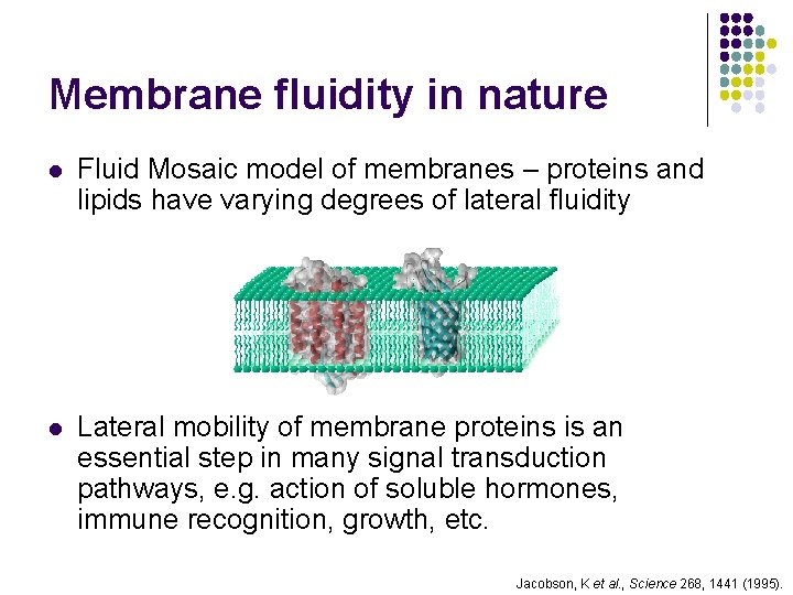 Membrane fluidity in nature l Fluid Mosaic model of membranes – proteins and lipids