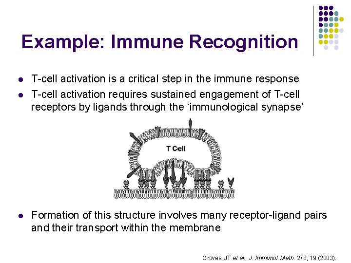 Example: Immune Recognition l l l T-cell activation is a critical step in the