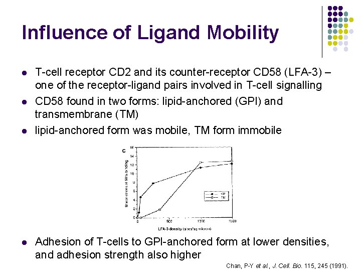 Influence of Ligand Mobility l l T-cell receptor CD 2 and its counter-receptor CD