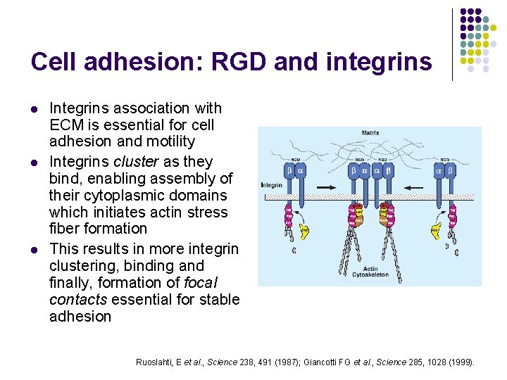 Cell adhesion: RGD and integrins l l l Integrins association with ECM is essential