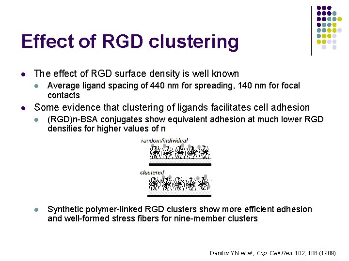 Effect of RGD clustering l The effect of RGD surface density is well known