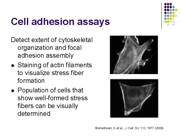 Cell adhesion assays Detect extent of cytoskeletal organization and focal adhesion assembly l Staining