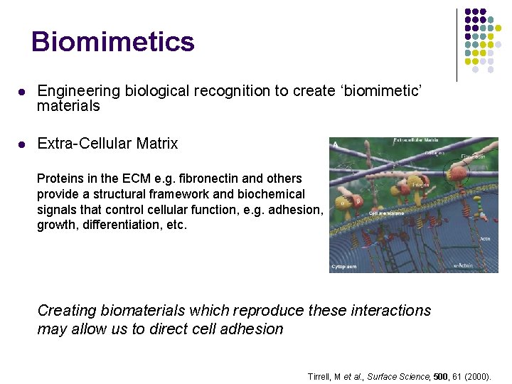 Biomimetics l Engineering biological recognition to create ‘biomimetic’ materials l Extra-Cellular Matrix Proteins in