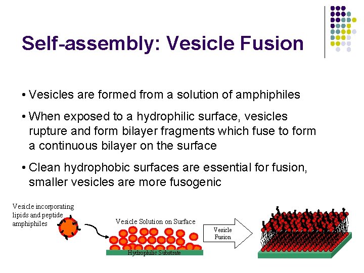Self-assembly: Vesicle Fusion • Vesicles are formed from a solution of amphiphiles • When