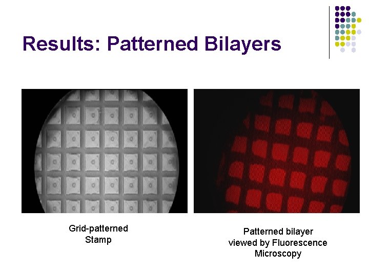 Results: Patterned Bilayers Grid-patterned Stamp Patterned bilayer viewed by Fluorescence Microscopy 