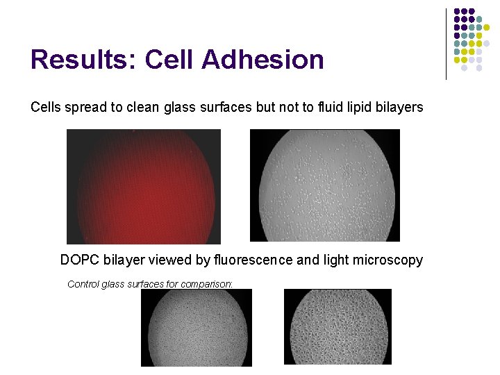 Results: Cell Adhesion Cells spread to clean glass surfaces but not to fluid lipid