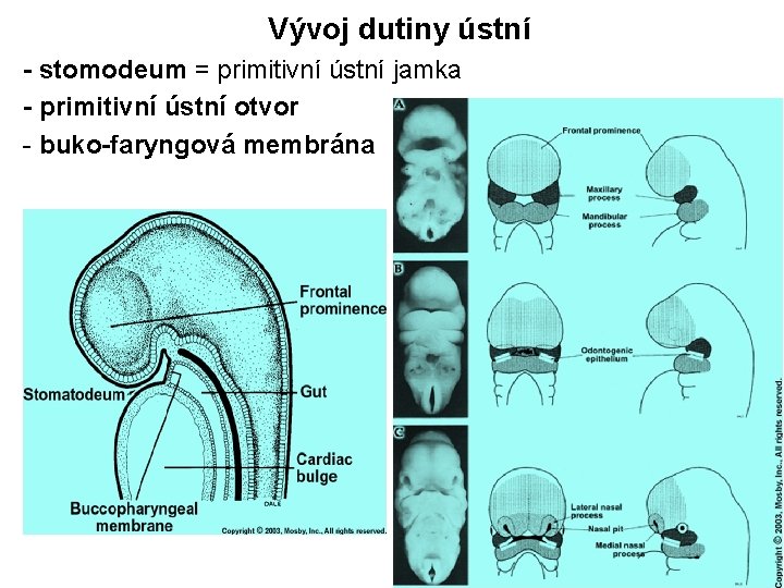 Vývoj dutiny ústní - stomodeum = primitivní ústní jamka - primitivní ústní otvor -