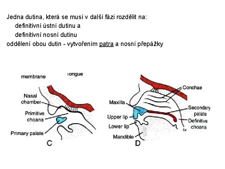 Jedna dutina, která se musí v další fázi rozdělit na: definitivní ústní dutinu a