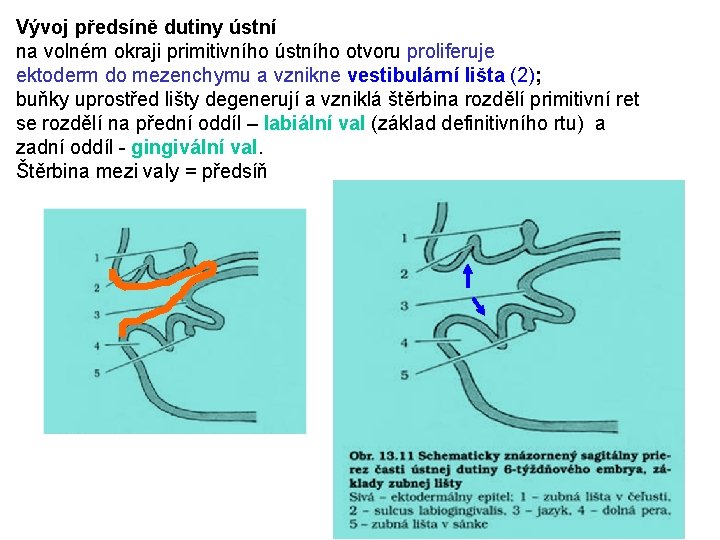 Vývoj předsíně dutiny ústní na volném okraji primitivního ústního otvoru proliferuje ektoderm do mezenchymu