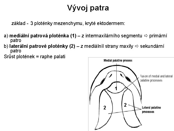 Vývoj patra základ - 3 ploténky mezenchymu, kryté ektodermem: a) mediální patrová ploténka (1)