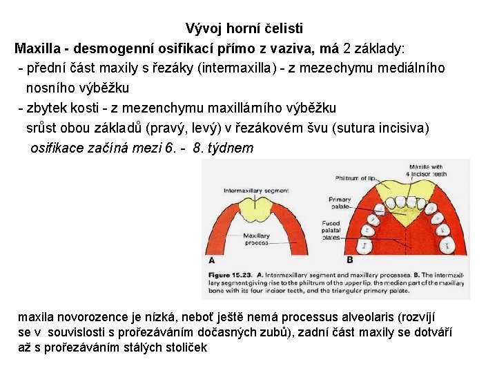 Vývoj horní čelisti Maxilla - desmogenní osifikací přímo z vaziva, má 2 základy: -