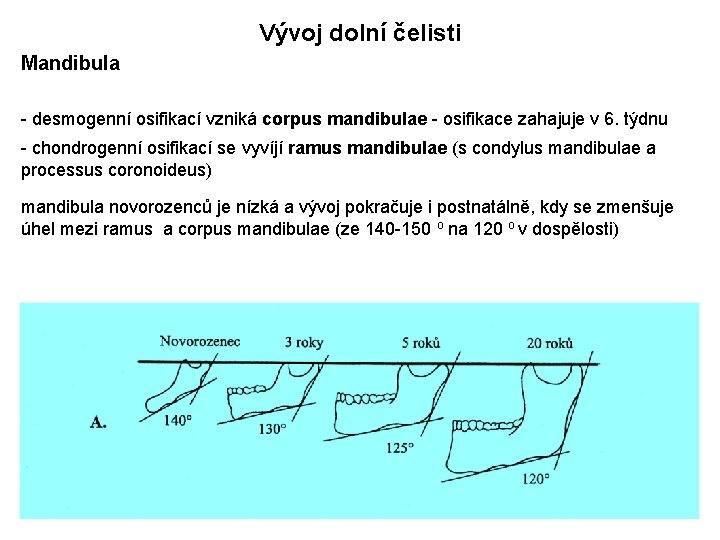 Vývoj dolní čelisti Mandibula - desmogenní osifikací vzniká corpus mandibulae - osifikace zahajuje v