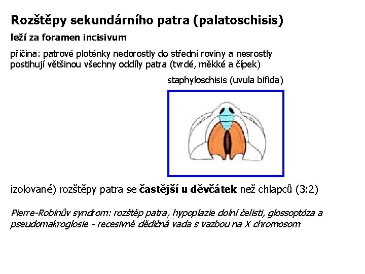 Rozštěpy sekundárního patra (palatoschisis) leží za foramen incisivum příčina: patrové ploténky nedorostly do střední