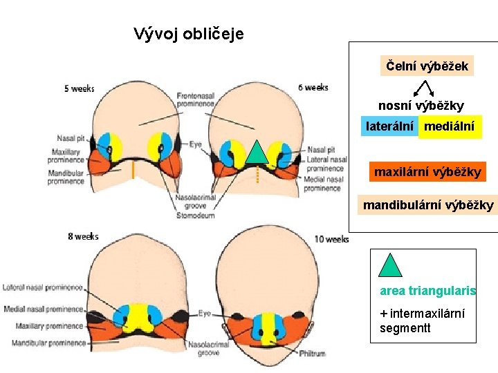 Vývoj obličeje Čelní výběžek nosní výběžky laterální mediální maxilární výběžky mandibulární výběžky area triangularis