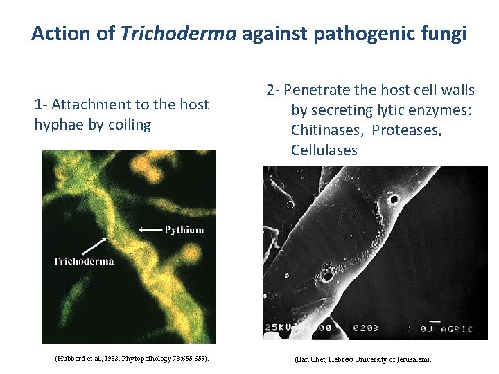 Molecular characterization of Trichoderma isolates as biological control