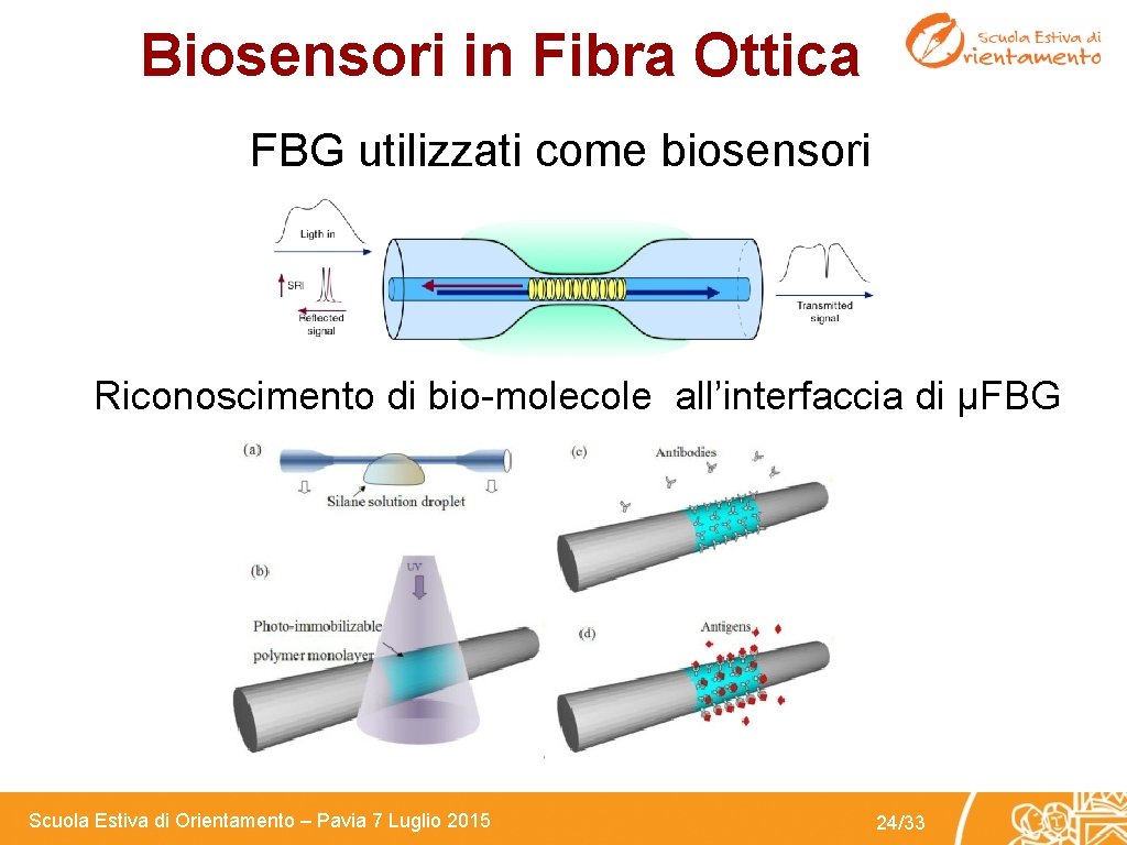 Biosensori in Fibra Ottica FBG utilizzati come biosensori Riconoscimento di bio-molecole all’interfaccia di µFBG