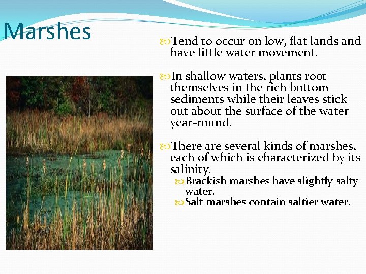 Marshes Tend to occur on low, flat lands and have little water movement. In