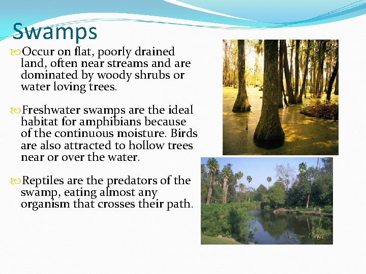 Swamps Occur on flat, poorly drained land, often near streams and are dominated by