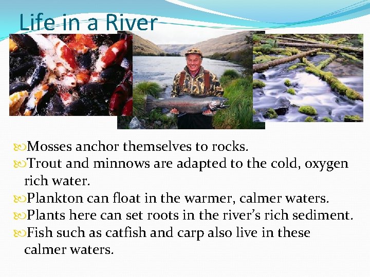 Life in a River Mosses anchor themselves to rocks. Trout and minnows are adapted