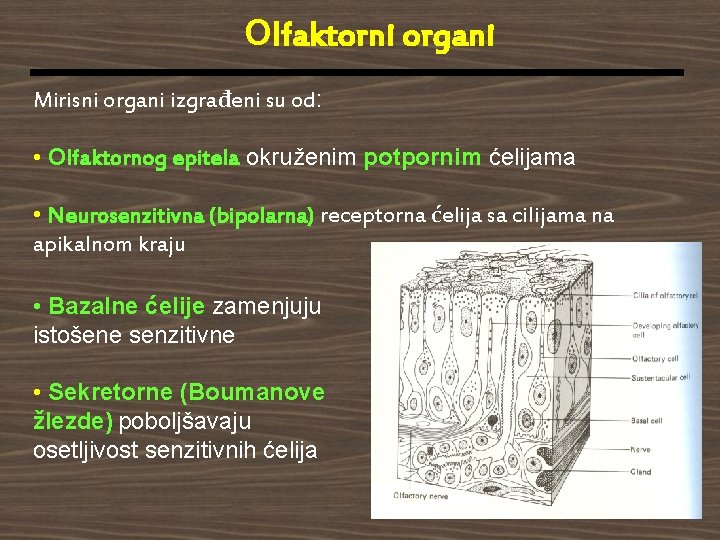 Olfaktorni organi Mirisni organi izgrađeni su od: • Olfaktornog epitela okruženim potpornim ćelijama •
