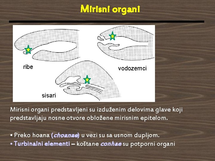 Mirisni organi ribe vodozemci sisari Mirisni organi predstavljeni su izduženim delovima glave koji predstavljaju