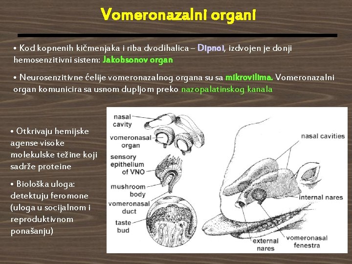 Vomeronazalni organi • Kod kopnenih kičmenjaka i riba dvodihalica – Dipnoi, izdvojen je donji